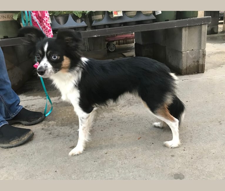 Papillon aussie mix outlet