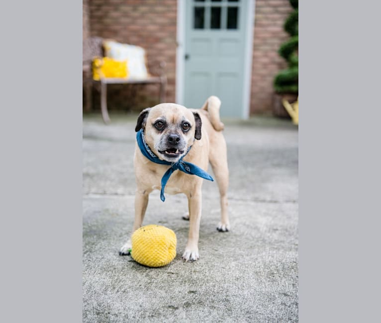 Zeus, a Pug and Rat Terrier mix tested with EmbarkVet.com
