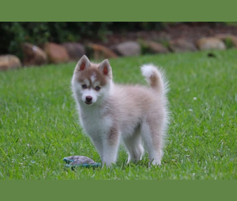 Mambo-F3, a Pomsky tested with EmbarkVet.com