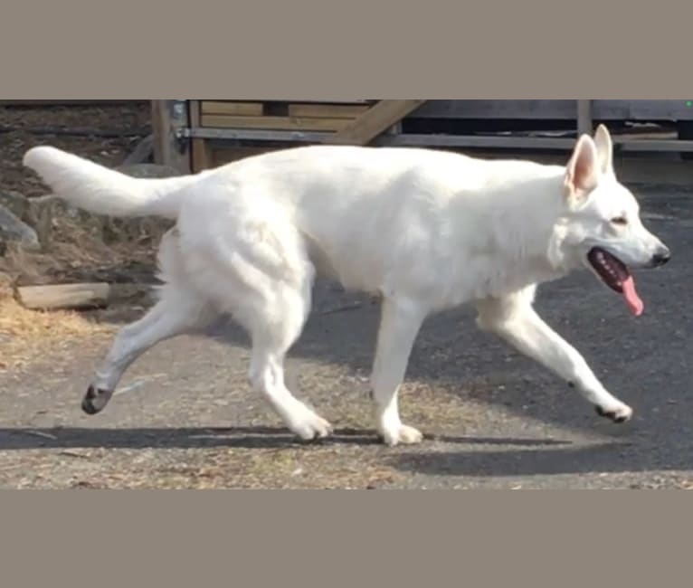 Aslan, a White Shepherd tested with EmbarkVet.com