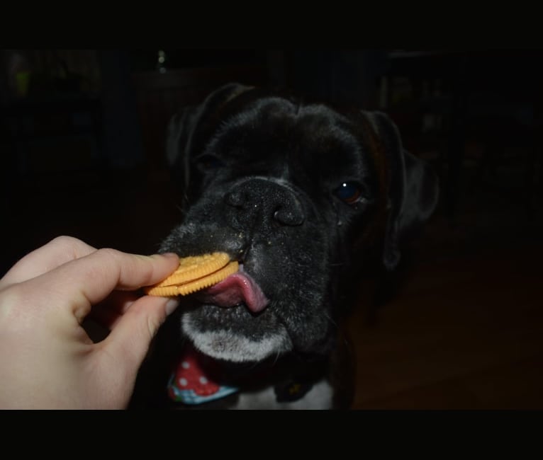 Murray, a Boxer tested with EmbarkVet.com