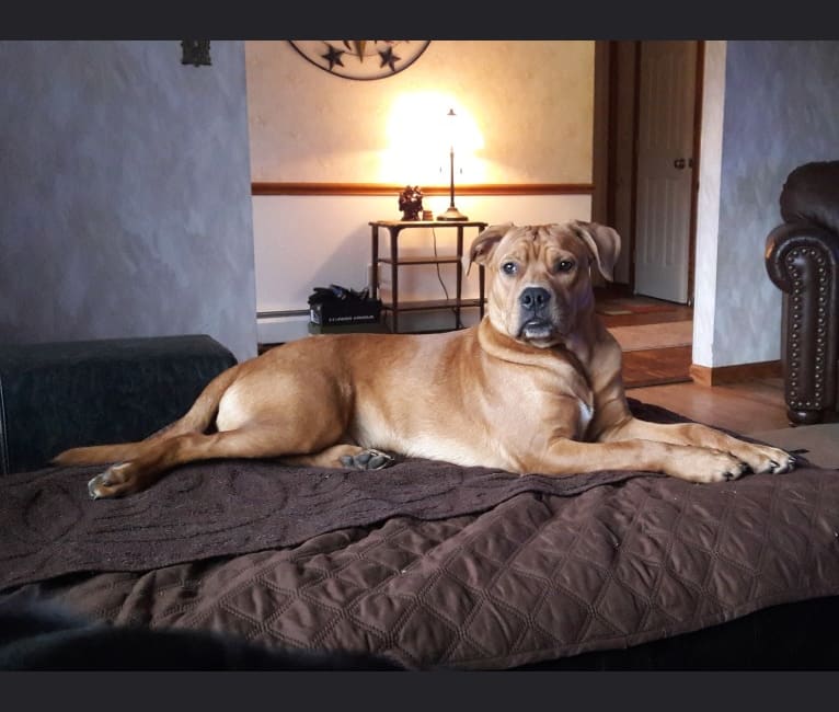 Ollie, an American Bulldog and Chow Chow mix tested with EmbarkVet.com