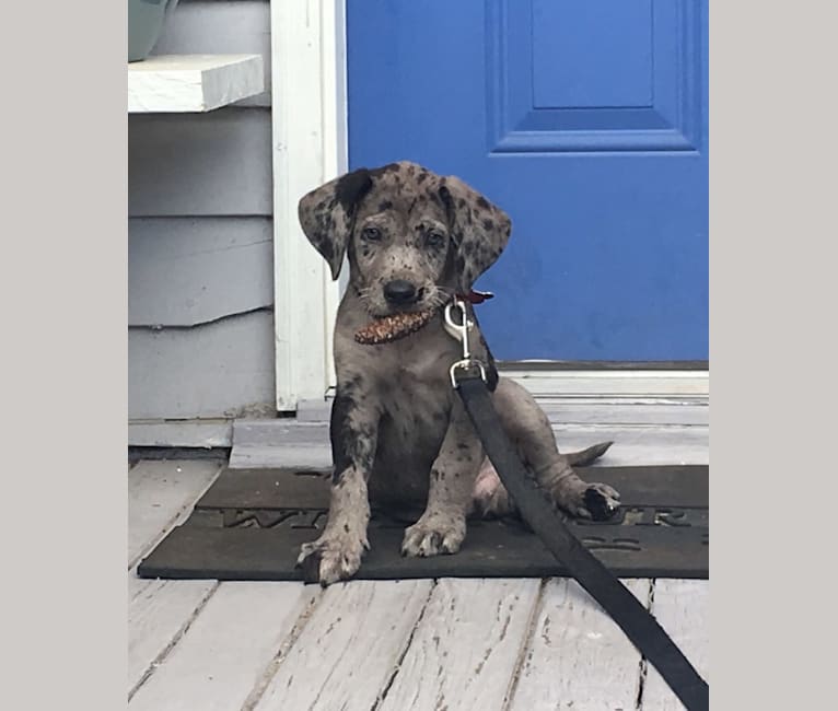 Great new arrivals dane retriever