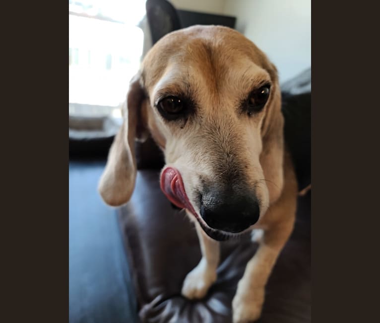 Photo of Bruce Wayne, a Beagle  in Everett, Washington, USA