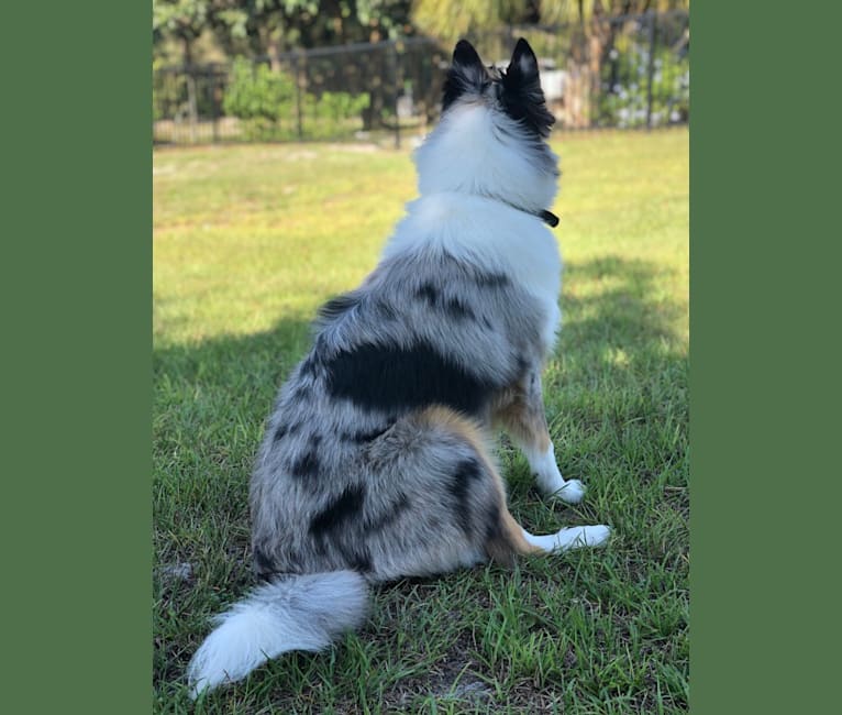 Kuma, a Collie tested with EmbarkVet.com