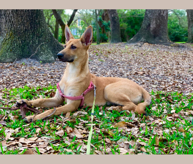 Snoopina, a Carolina Dog tested with EmbarkVet.com