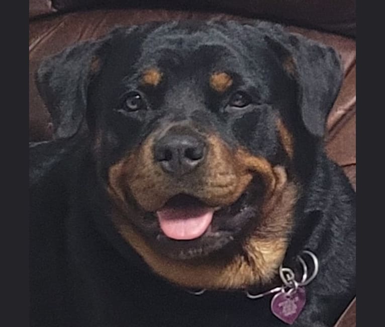 Photo of Bella From Kendall Heights, a Rottweiler  in Kendall, FL, USA