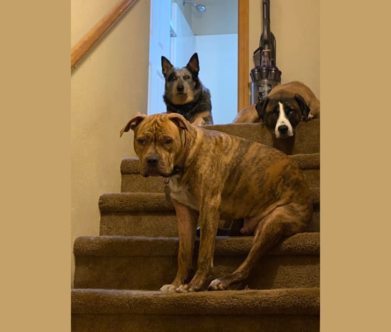 Hank, an American Pit Bull Terrier and American Bulldog mix tested with EmbarkVet.com