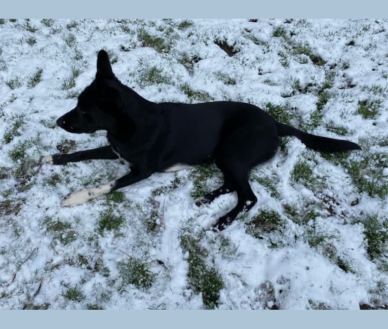 Photo of Pongo, a Siberian Husky and German Shepherd Dog mix in Illinois, USA