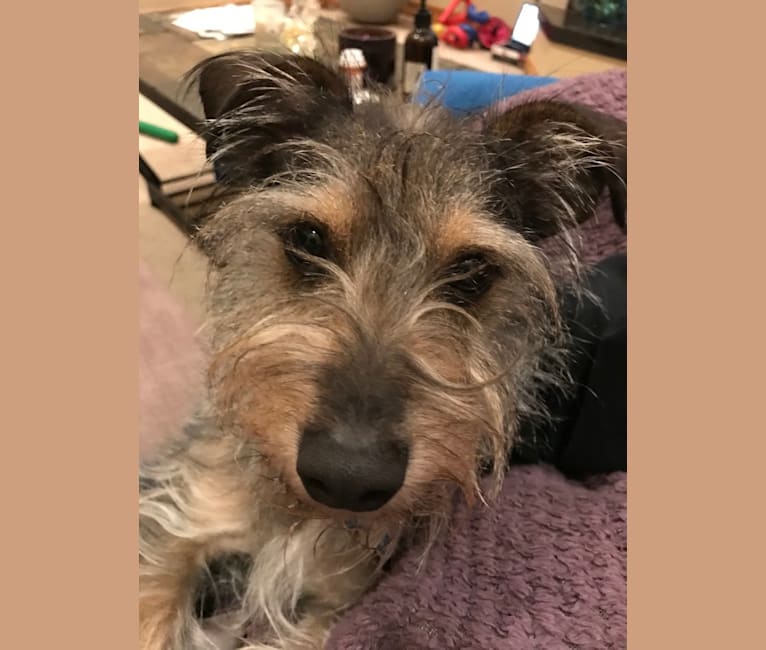 Schnauzer shepherd mix 2025