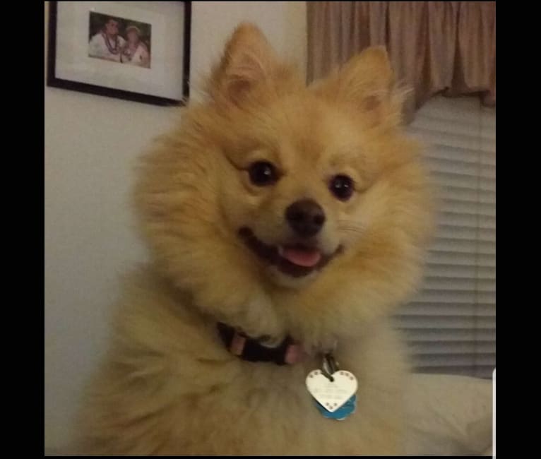 Pom shiba mix 2025