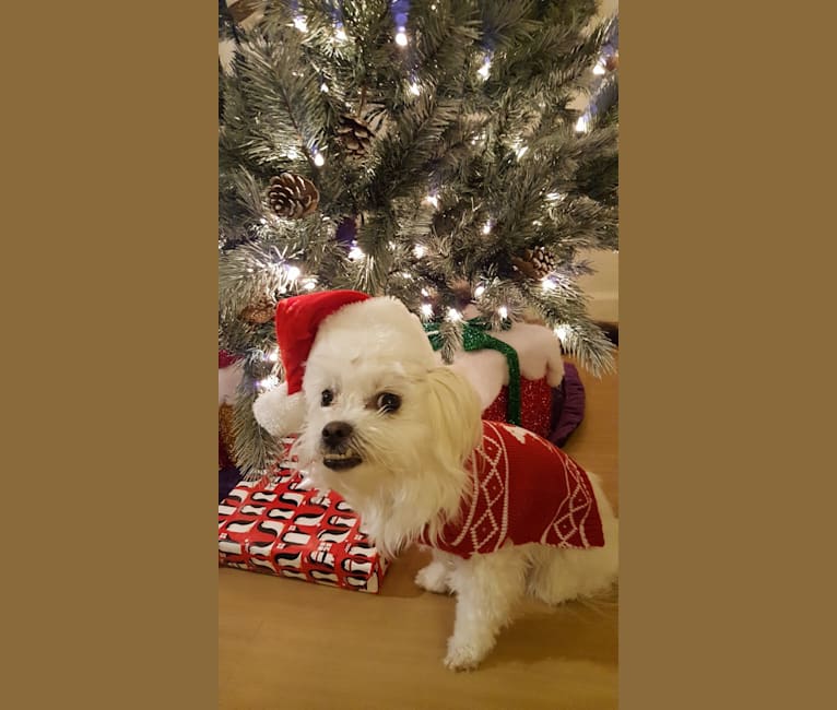 Squiggy, a Maltese and Pekingese mix tested with EmbarkVet.com