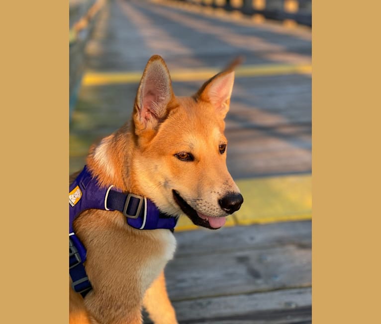 Dax, a Carolina Dog tested with EmbarkVet.com