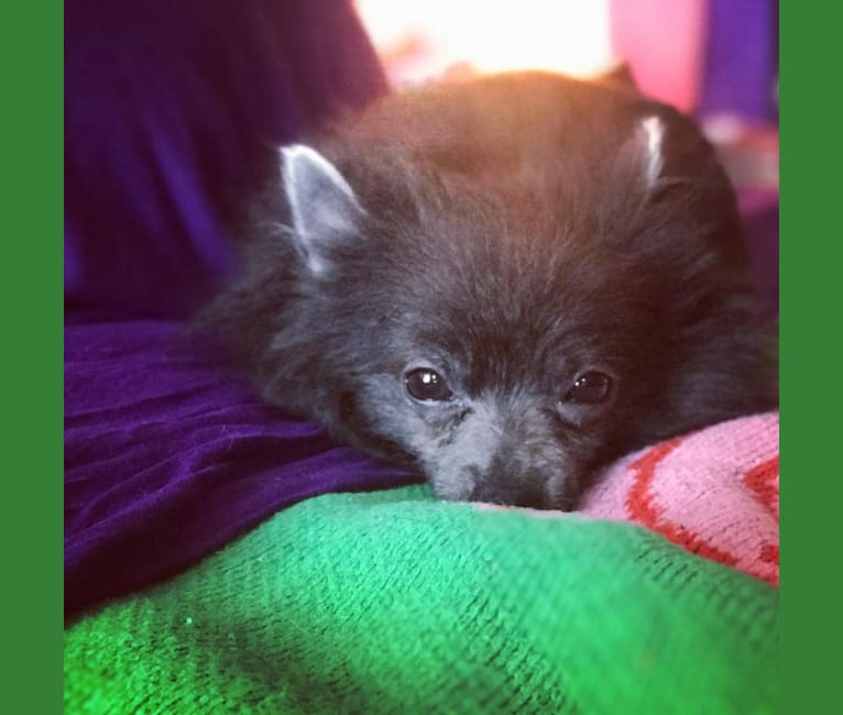 Photo of Bat Boy, a Pomeranian  in New York, USA