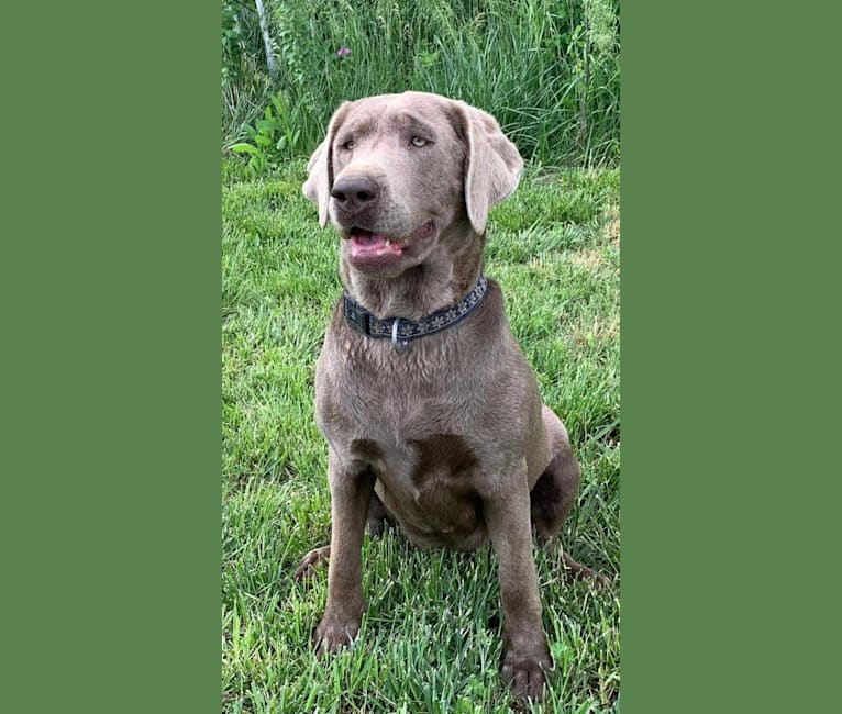 Lina, a Labrador Retriever tested with EmbarkVet.com