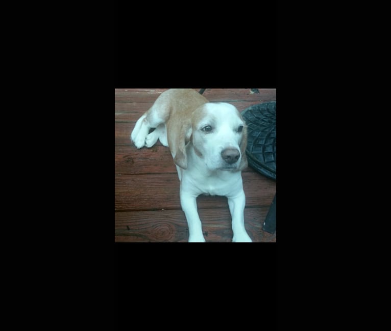 BB (Big Boy), a Beagle tested with EmbarkVet.com