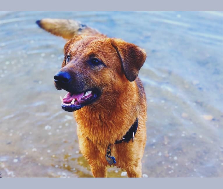 Fenrir, a Chesapeake Bay Retriever and Anatolian Shepherd Dog mix tested with EmbarkVet.com