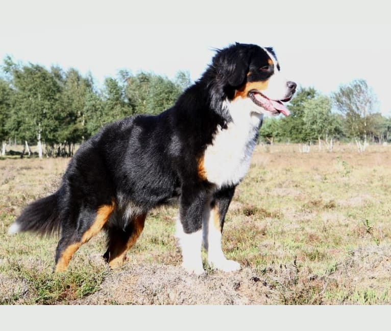 Lexi, a Bernese Mountain Dog tested with EmbarkVet.com