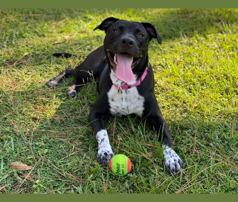 Twilight, an American Pit Bull Terrier and American Staffordshire Terrier mix tested with EmbarkVet.com
