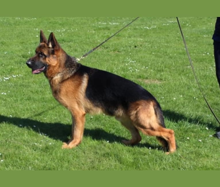 Magnum, a German Shepherd Dog tested with EmbarkVet.com