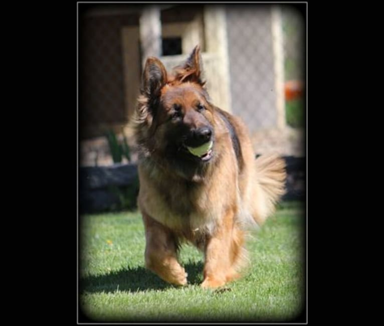 Leah, a German Shepherd Dog tested with EmbarkVet.com
