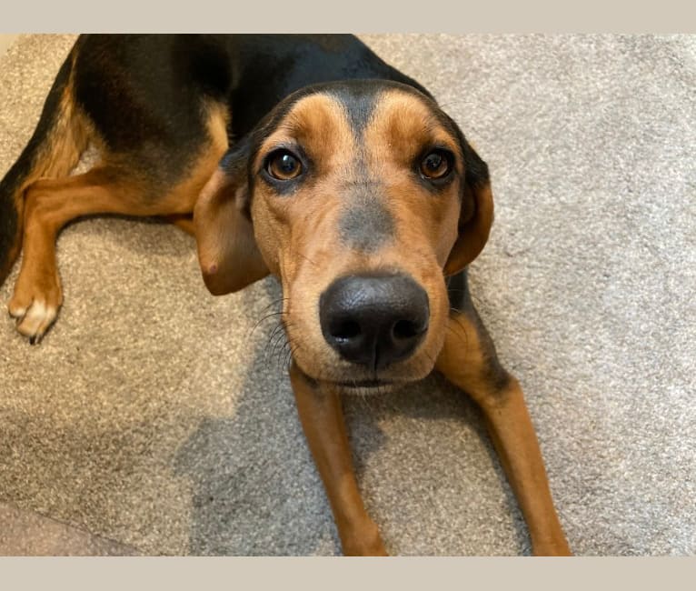 Black and tan coonhound beagle mix sales
