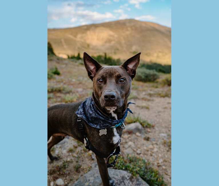 Stanley, an Australian Cattle Dog and Rottweiler mix tested with EmbarkVet.com