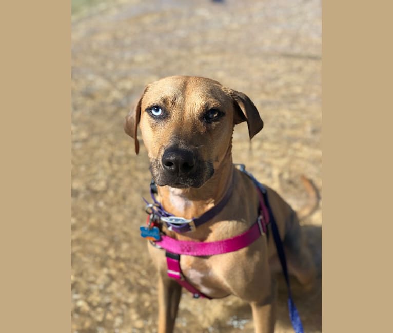 Catahoula terrier sale mix