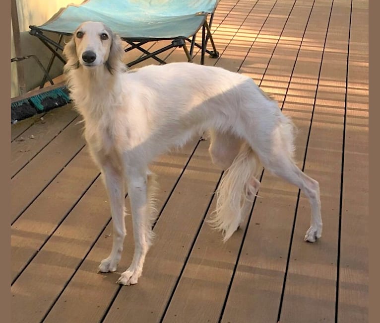 Photo of Sansa, a Silken Windhound  in California, USA