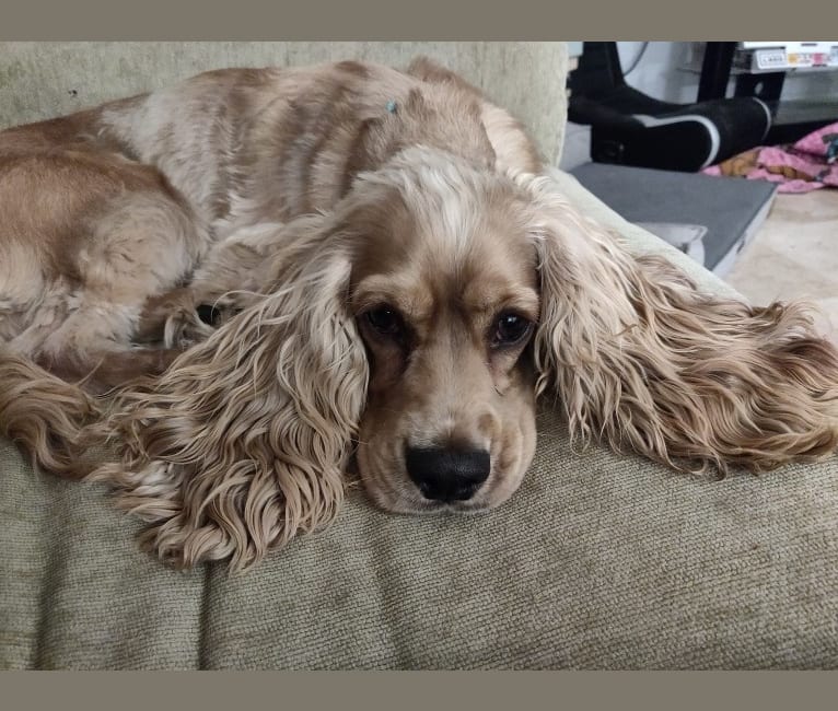Linus, a Cocker Spaniel and English Cocker Spaniel mix tested with EmbarkVet.com