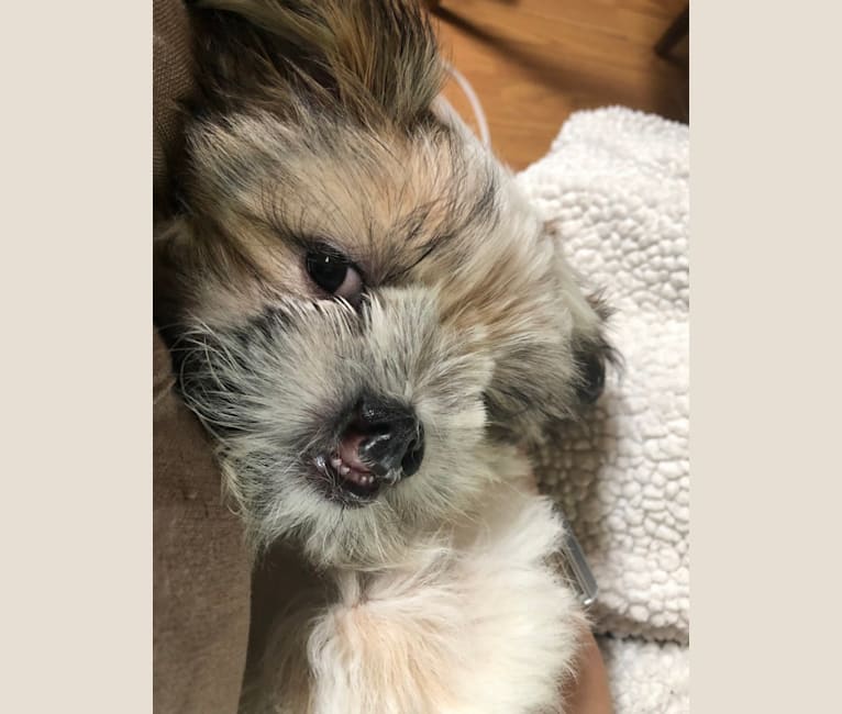 embark dog dna test breed