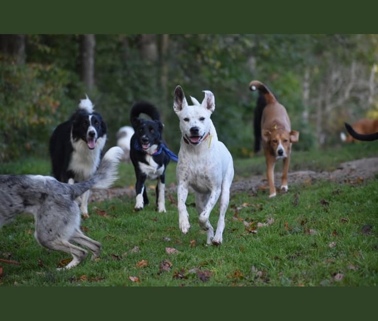 Photo of Kusi, a Boxer, German Shepherd Dog, Australian Cattle Dog, Chow Chow, Weimaraner, and Mixed mix in Texas, USA