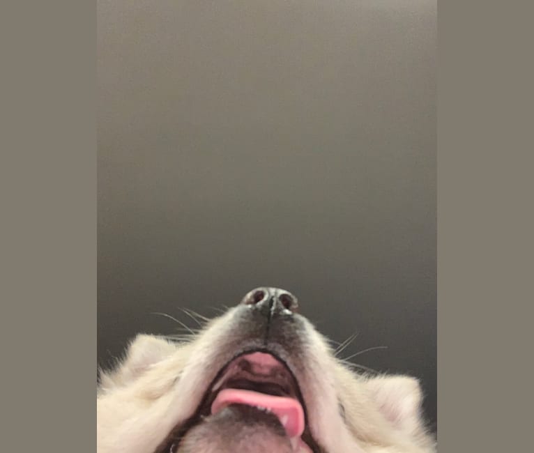 Koda, a Pomeranian tested with EmbarkVet.com