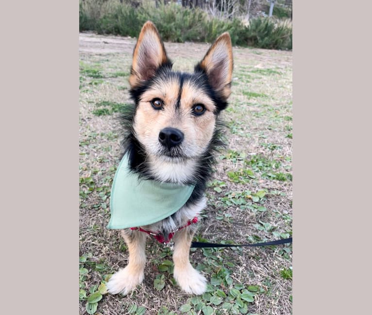 Husky mix yorkie online