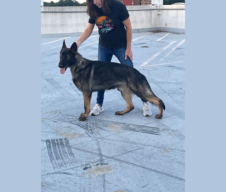 Ajax, a German Shepherd Dog tested with EmbarkVet.com