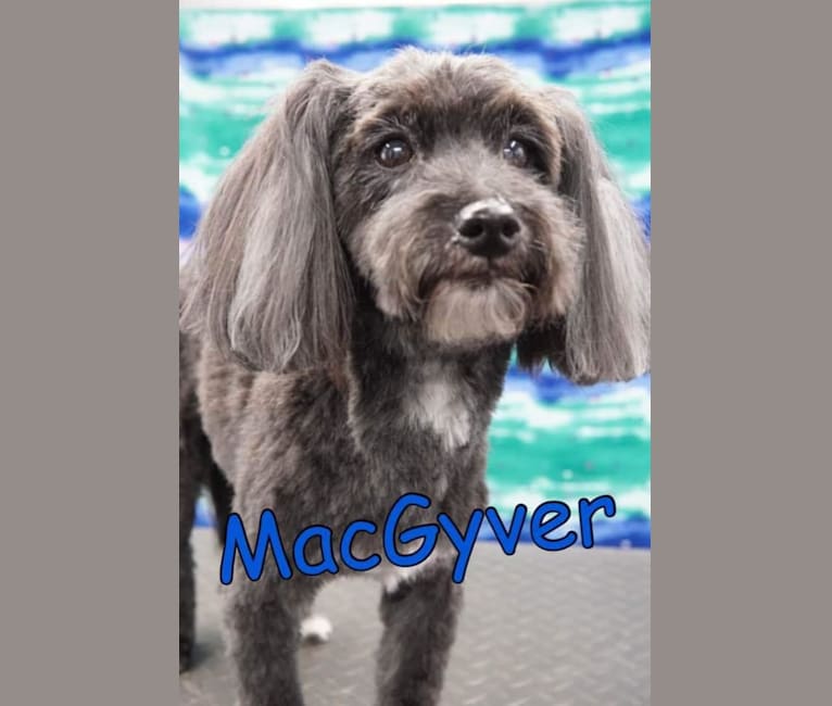 Photo of MacGyver, a Havapoo (18.2% unresolved) in Elmendorf, TX, USA