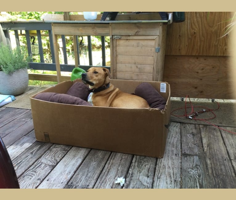 Photo of Gavin, an American Pit Bull Terrier, Beagle, Chow Chow, and Mixed mix in Mississippi, USA
