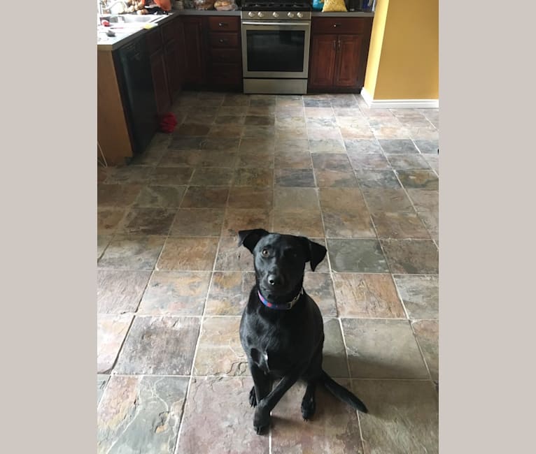 Photo of Drax, a Labrador Retriever, American Staffordshire Terrier, and Mixed mix in Georgia, USA