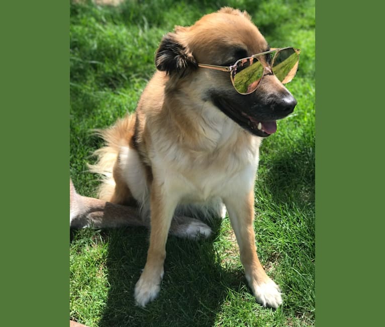 Princess Olivia Jane, a Siberian Husky and Chow Chow mix tested with EmbarkVet.com