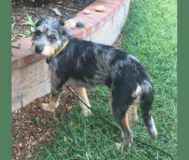 German shepherd wheaten terrier mix 2025