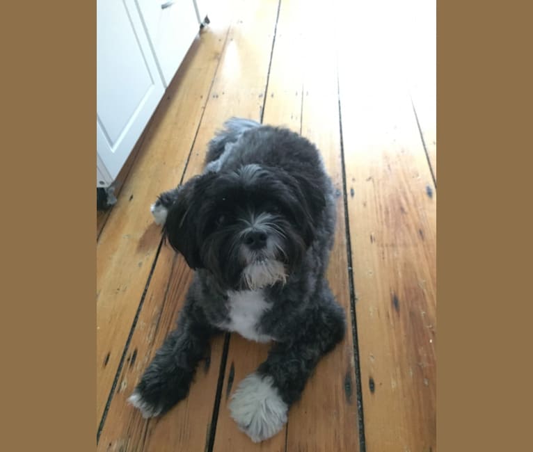 Photo of Owen, a Shih Tzu, Pomeranian, Poodle (Small), and Lhasa Apso mix in Massachusetts, USA