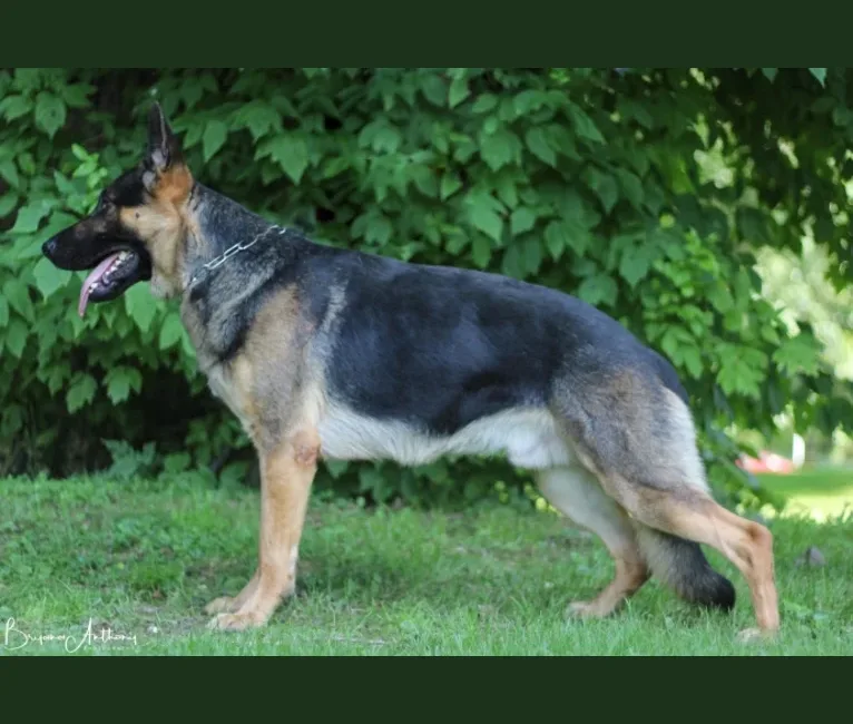 Champ, a German Shepherd Dog tested with EmbarkVet.com