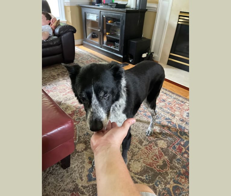 Bandit, a German Shepherd Dog and Border Collie mix tested with EmbarkVet.com
