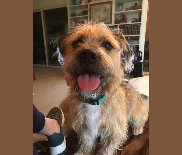 Embark Dog DNA Test Breed