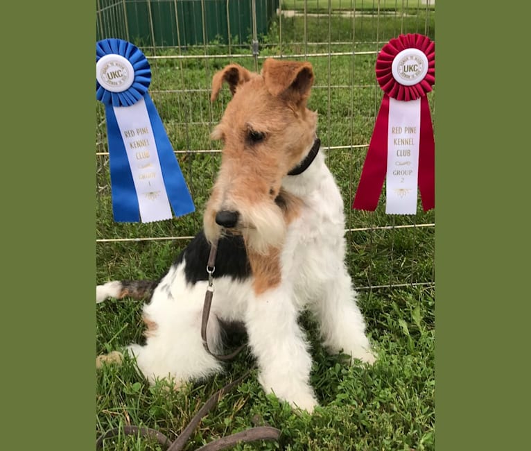 Who, a Wire Fox Terrier tested with EmbarkVet.com
