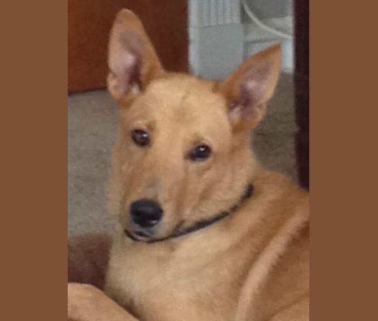 Rory, a Shetland Sheepdog and Golden Retriever mix tested with EmbarkVet.com