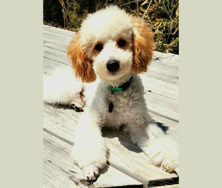 Fritz, a Poodle (Small) tested with EmbarkVet.com
