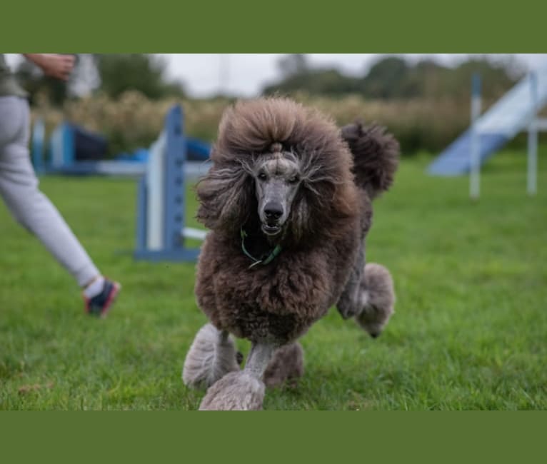 Photo of Aldo (Stately's Rebel With Four Paws), a Poodle (Standard)  in Arnprior, ON, Canada
