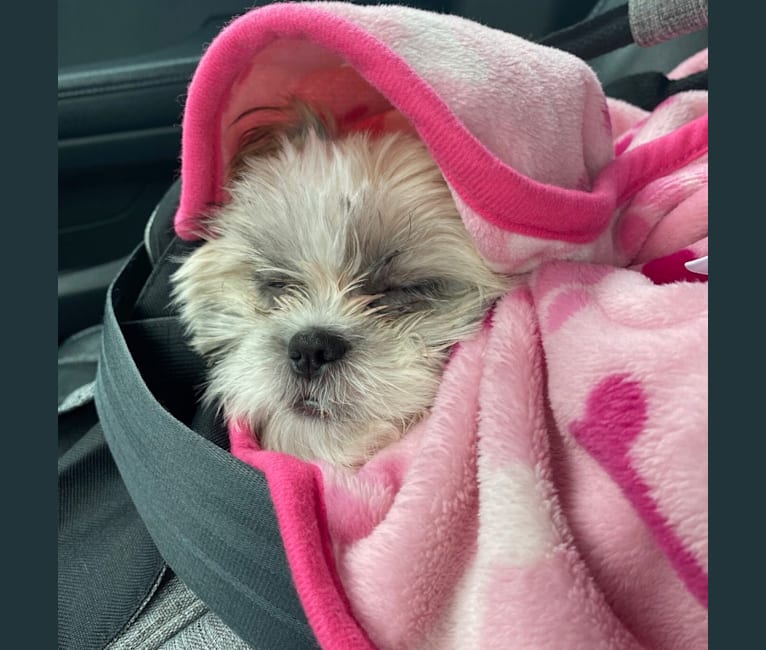 Lucy, a Shih Tzu tested with EmbarkVet.com