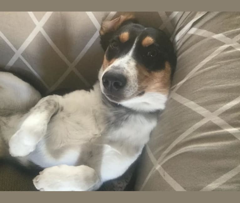 Embark Dog DNA Test Breed